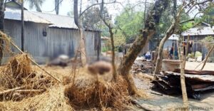 পুড়লো কৃষকের ৫ গরু কয়েলের আগুনে